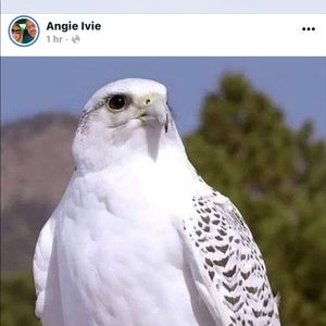 Meet your Posher, Sonya